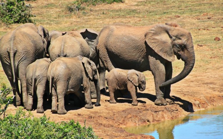 Group of Elephant