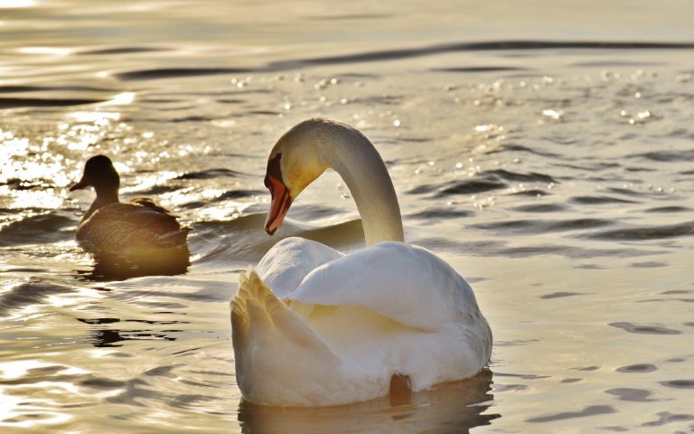 Swan in Water