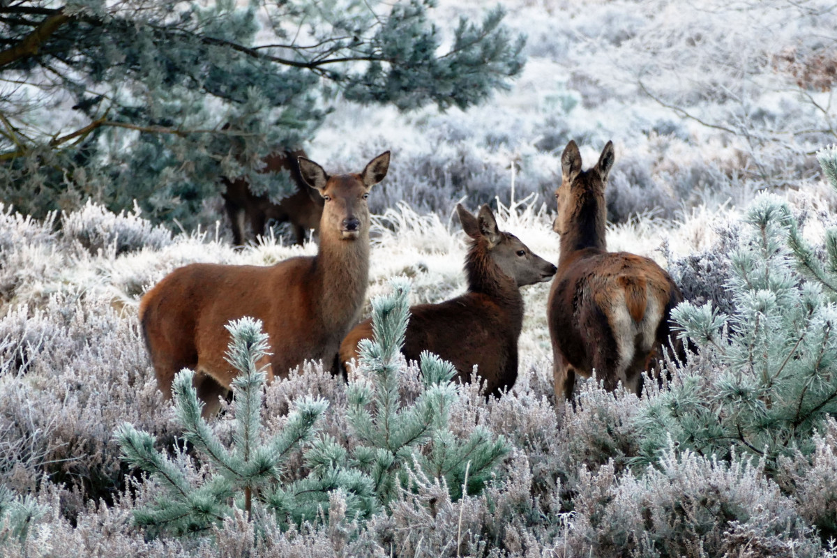 Deer spotted in Winter