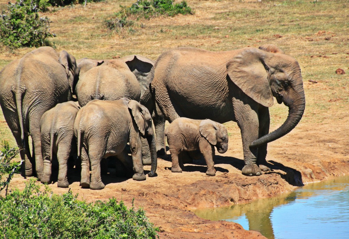 Group of Elephant