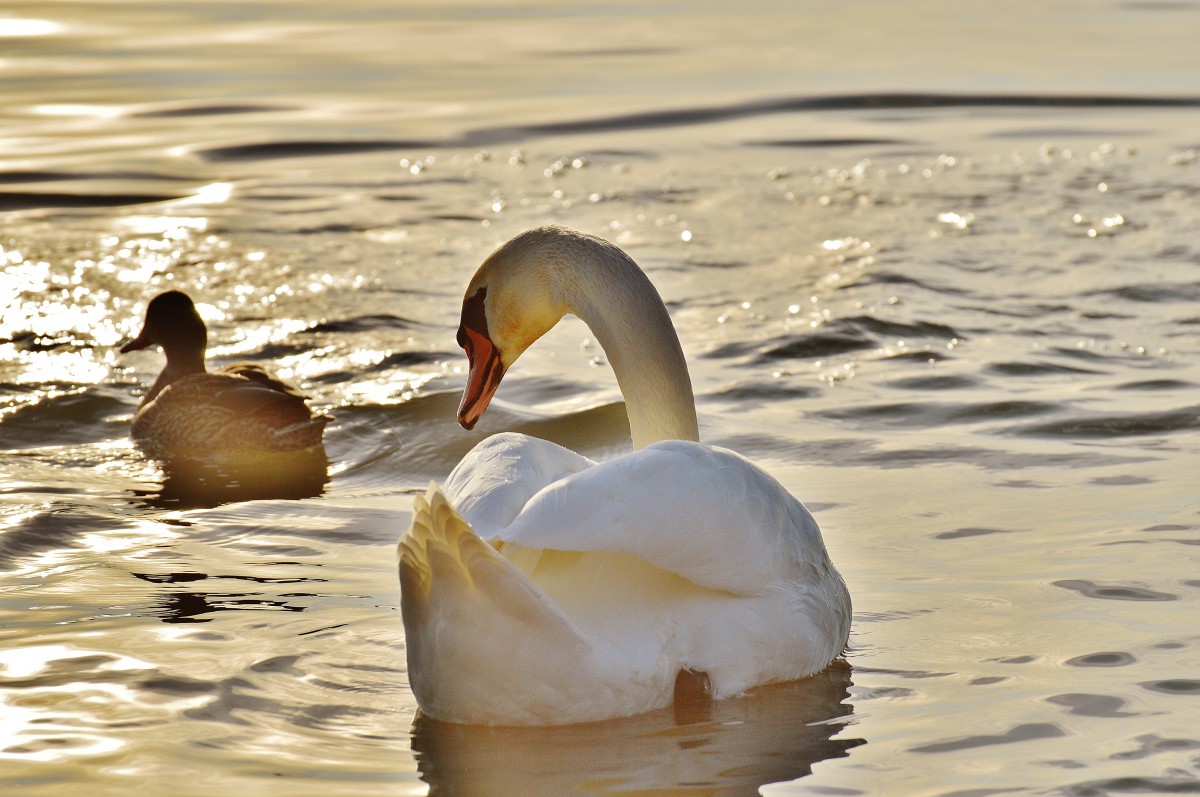 Swan enjoying in Water